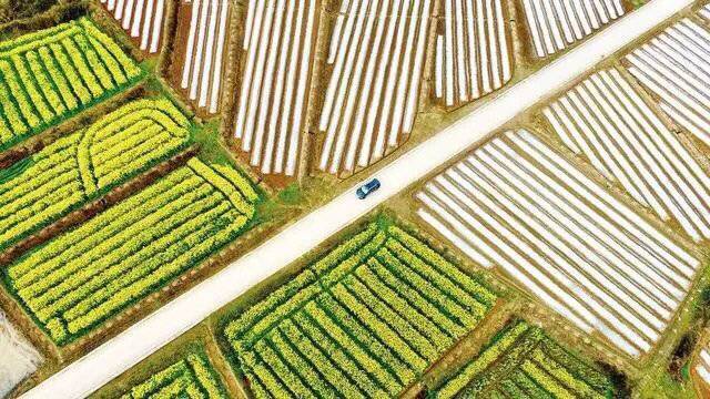 岳池现代农业产业园：坚守融合发展 打造天府粮仓新标杆