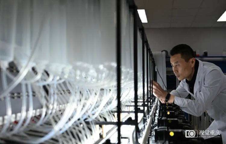 杭州“六小龙”崛起背后的创新函数