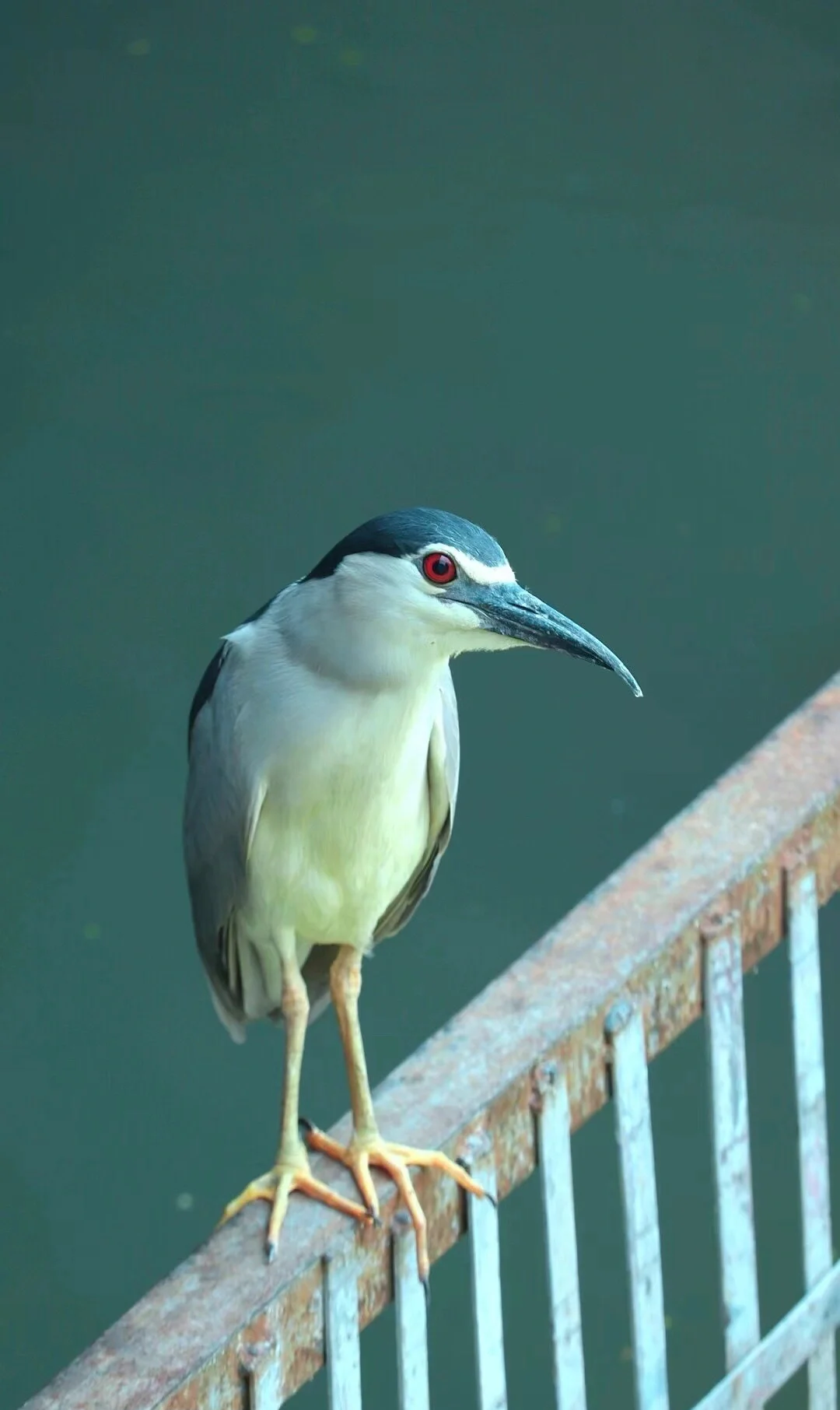 警民携手护生态:通达派出所民警成功解救国家二级保护动物夜鹭