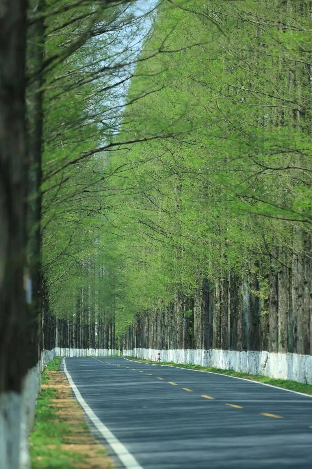 藏蓝青山共年轮： 魏锦鹏的2000公里生态守护路