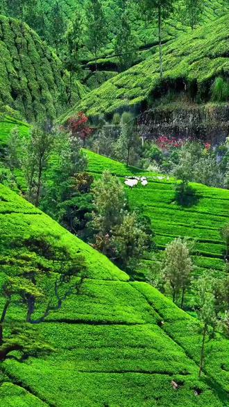 藏蓝青山共年轮： 魏锦鹏的2000公里生态守护路