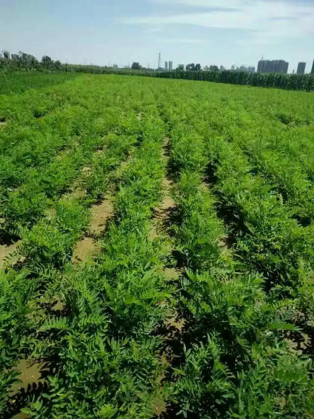 绿色债券环境效益信息披露情况二季度分析报告